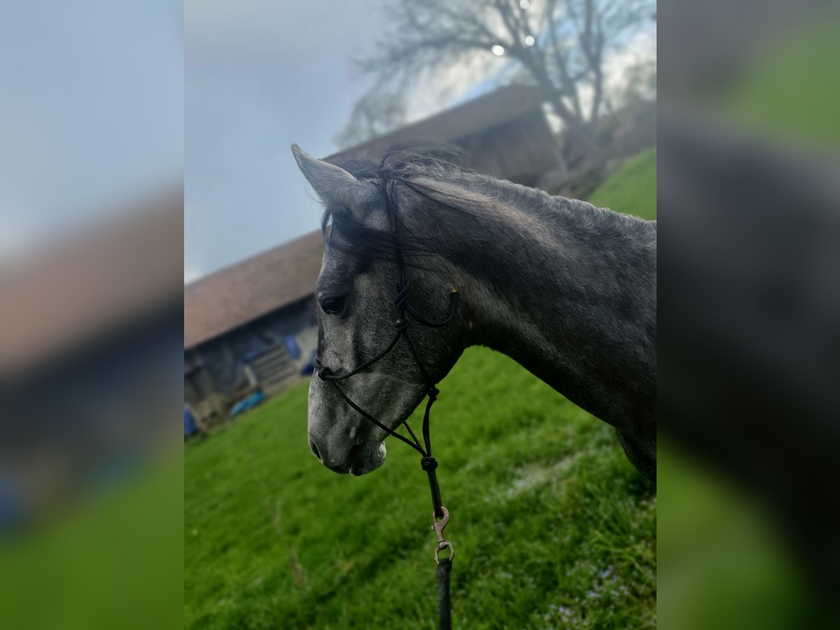 Hongaars sportpaard Ruin 6 Jaar 150 cm Appelschimmel in Bad Endorf