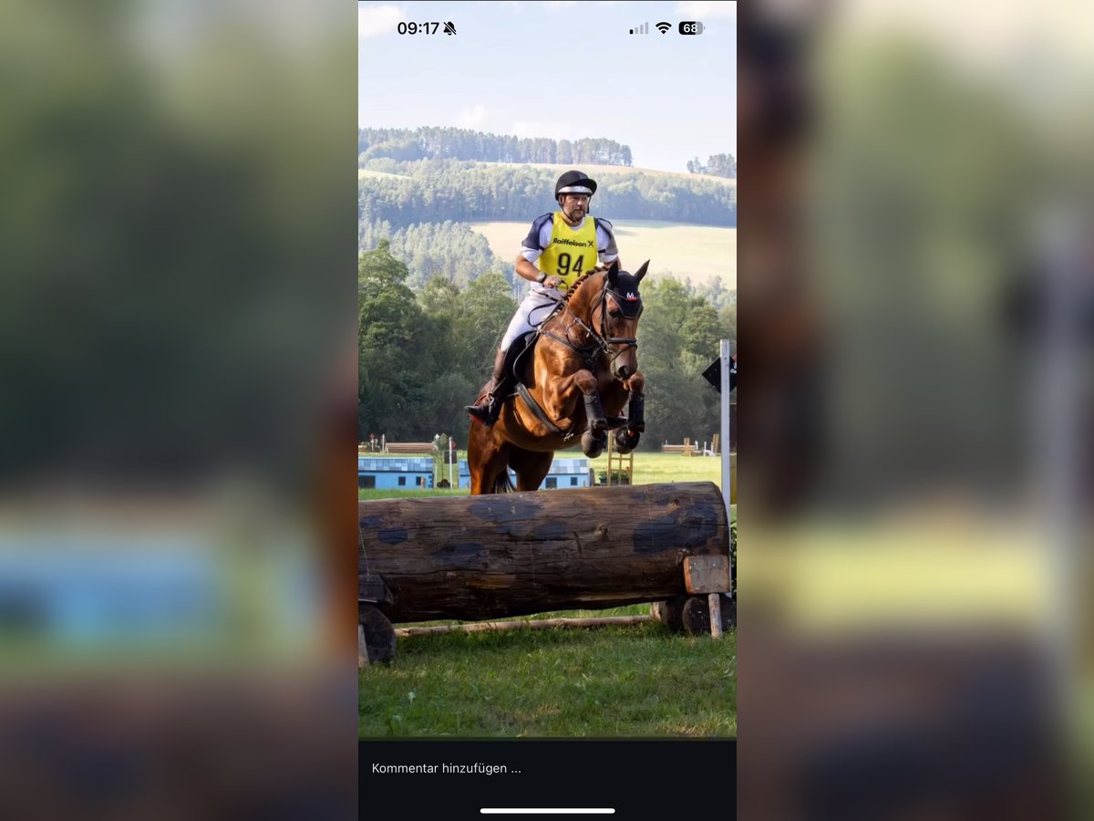 Hongaars sportpaard Ruin 6 Jaar 163 cm Vos in M&#xFC;rzzuschlag