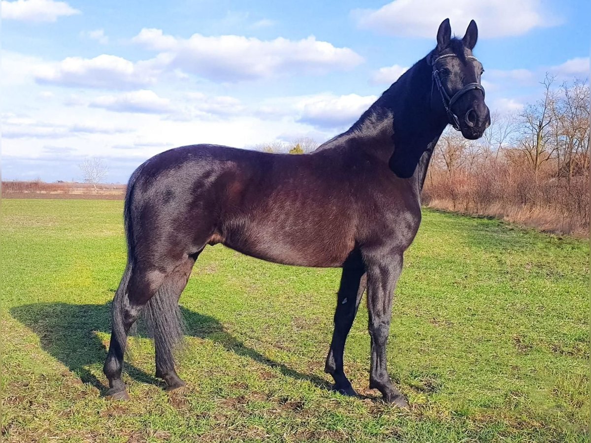 Hongaars sportpaard Mix Ruin 6 Jaar 164 cm Zwart in Kismarja