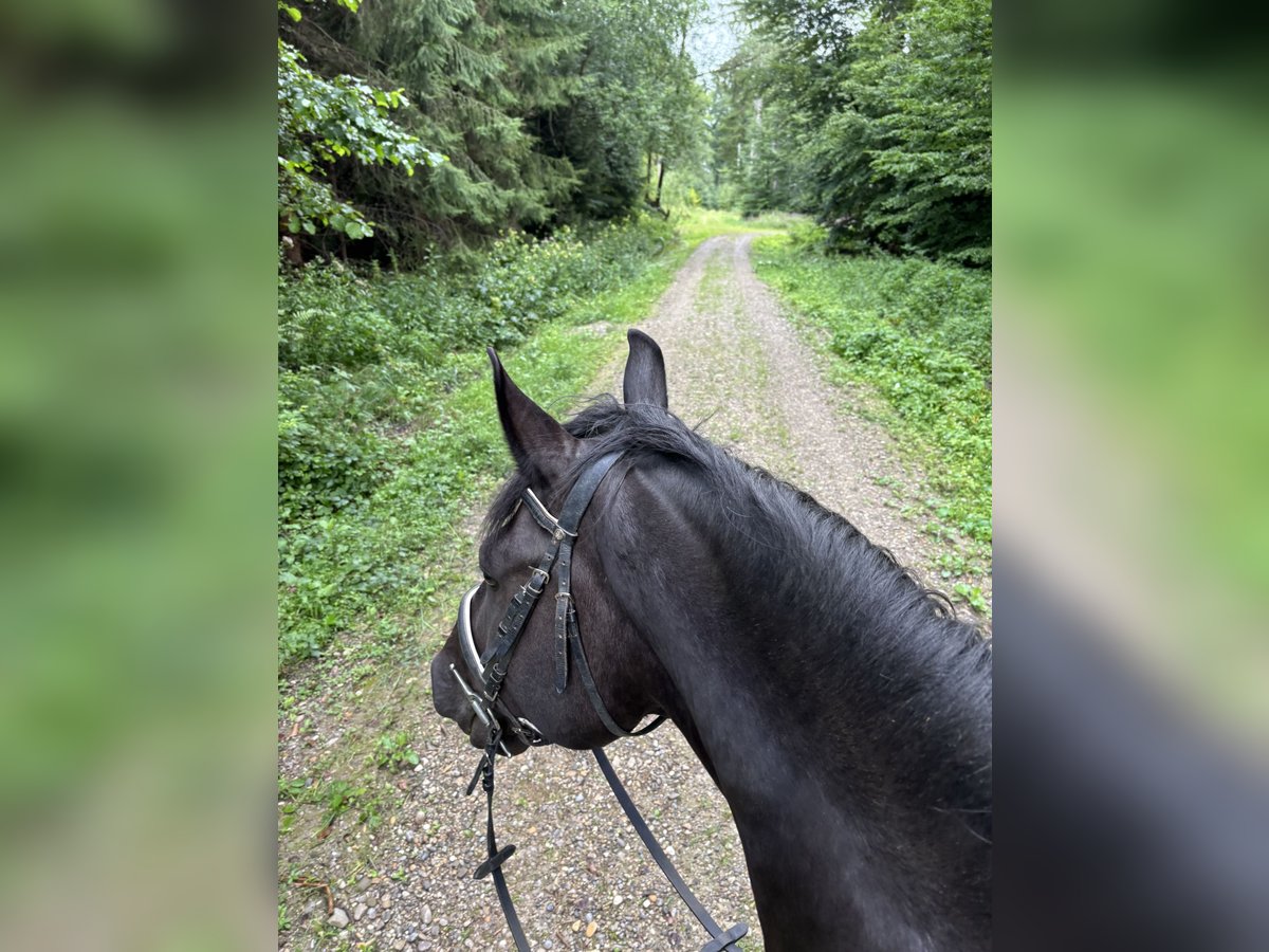 Hongaars sportpaard Mix Ruin 7 Jaar 157 cm Zwart in Vilgertshofen