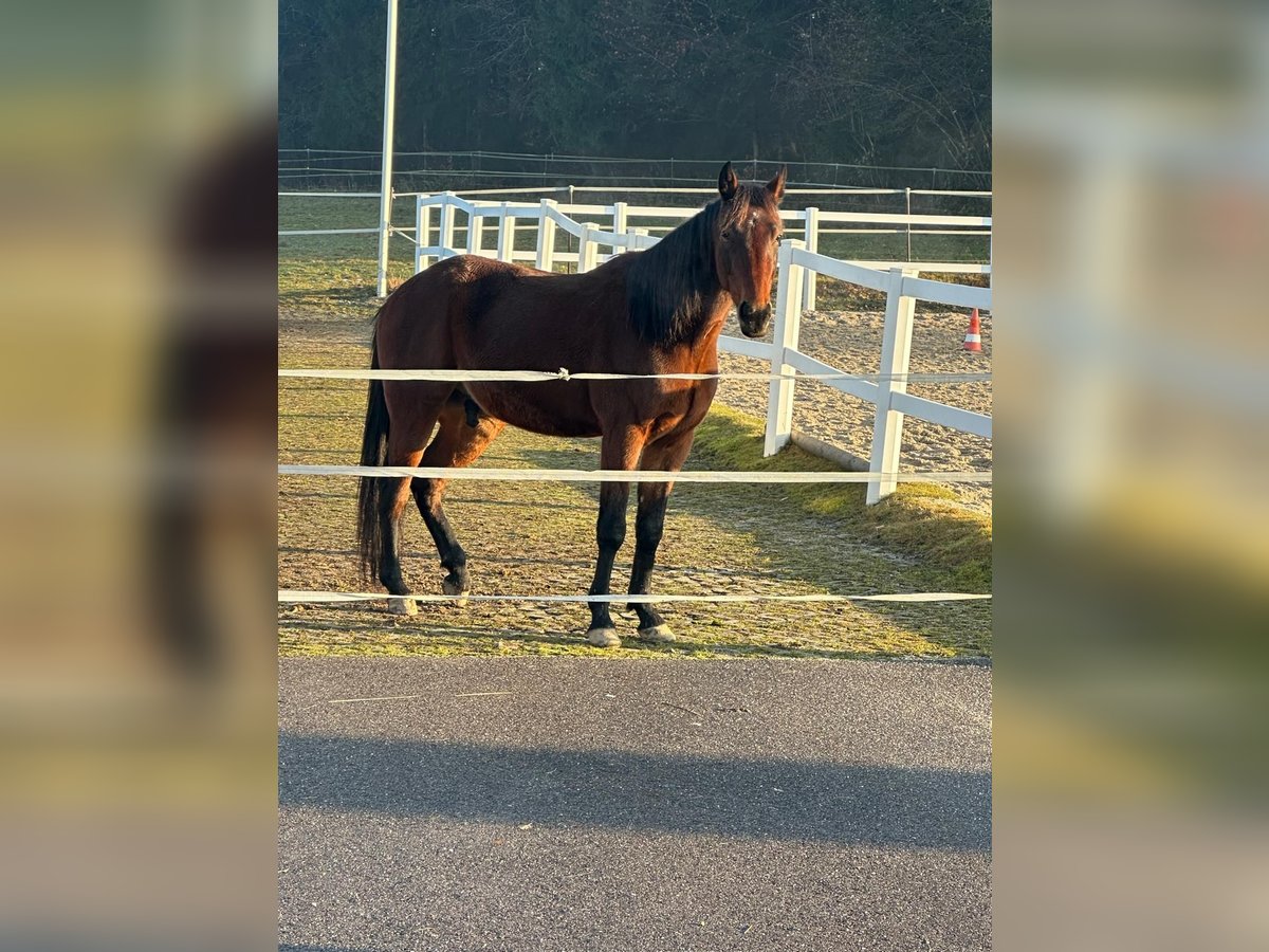 Hongaars sportpaard Ruin 7 Jaar 160 cm Bruin in Innernzell