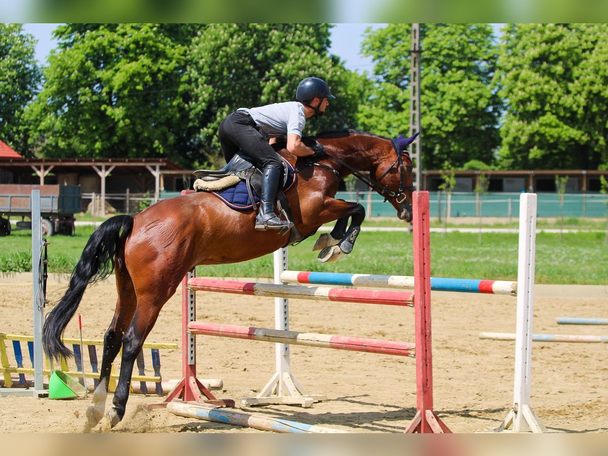 Hongaars sportpaard Ruin 7 Jaar 165 cm Roodbruin in Ács