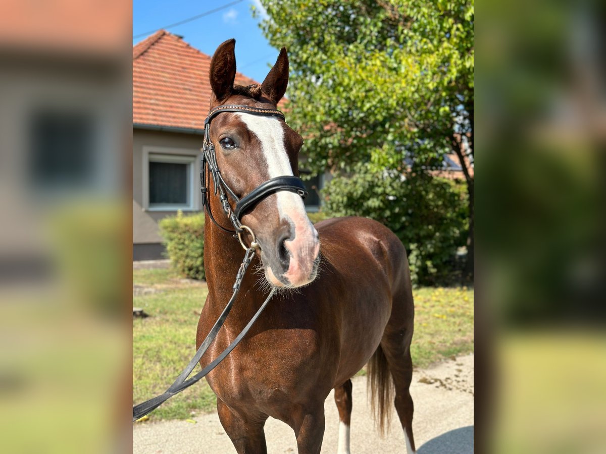 Hongaars sportpaard Mix Ruin 8 Jaar 148 cm Donkere-vos in Matzersdorf