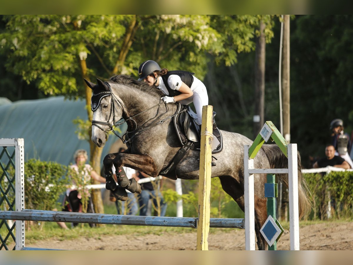 Hongaars sportpaard Ruin 8 Jaar 175 cm Schimmel in Somogyj&#xE1;d