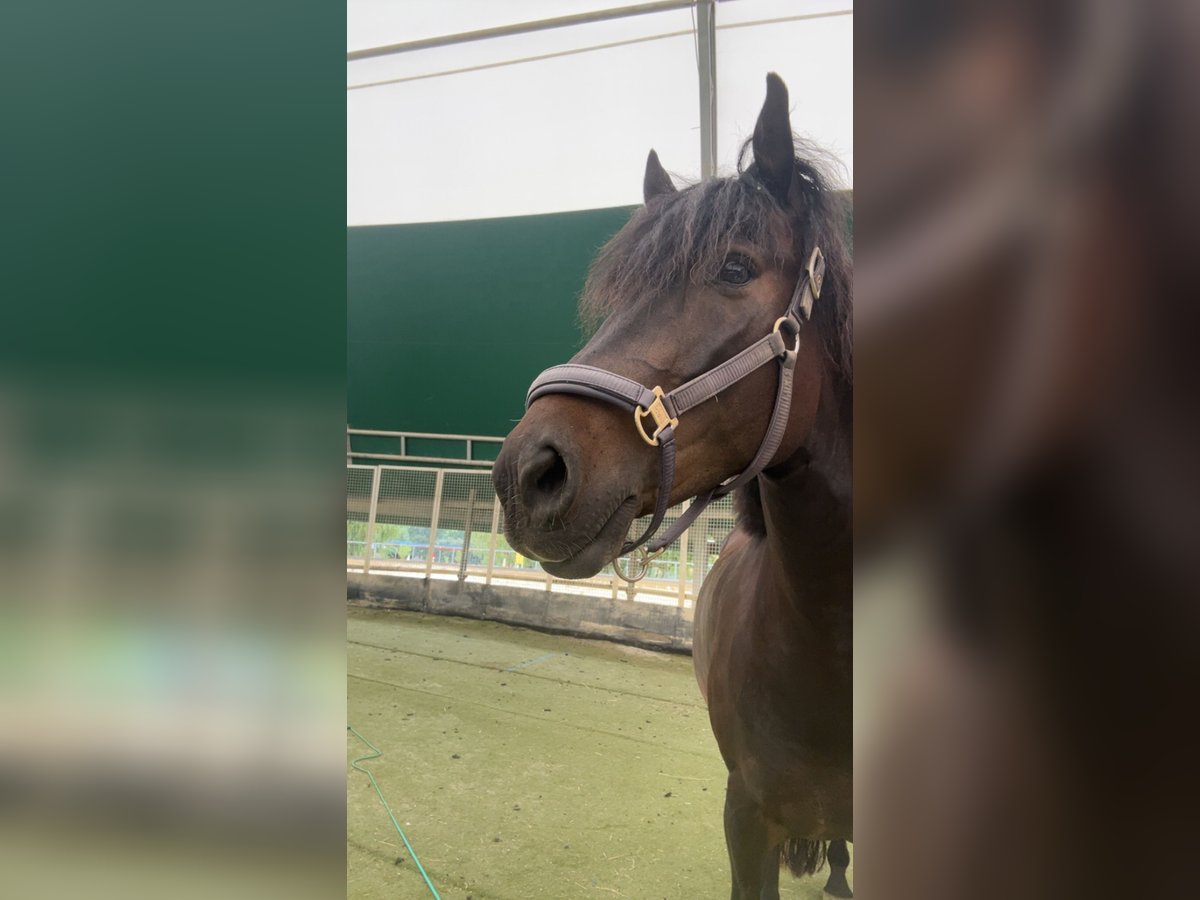 Hongaars sportpaard Ruin 9 Jaar 150 cm Bruin in st valentin