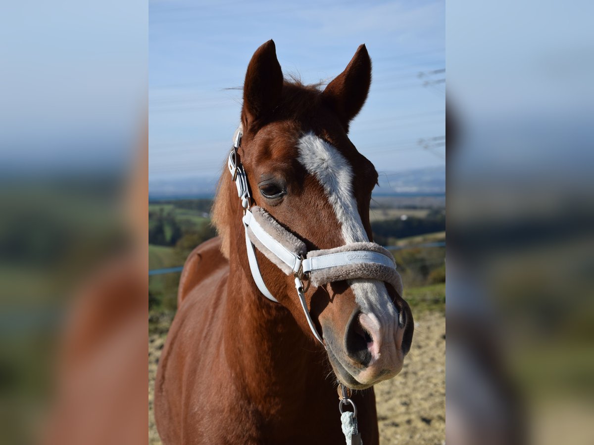 Hongaars sportpaard Mix Ruin 9 Jaar 155 cm Donkere-vos in Amstetten