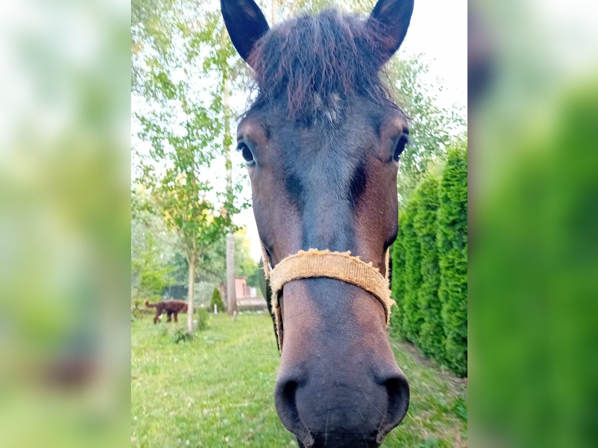 Huçul / Hucul / Huzul Castrone 2 Anni 133 cm Baio nero in Zalesie Górne