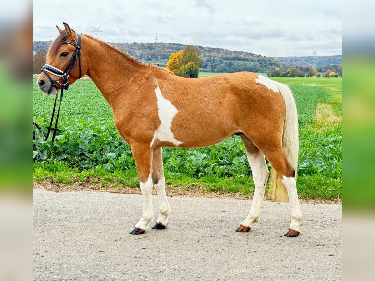 Huçul / Hucul / Huzul Castrone 4 Anni 138 cm Pezzato in Riedlingen