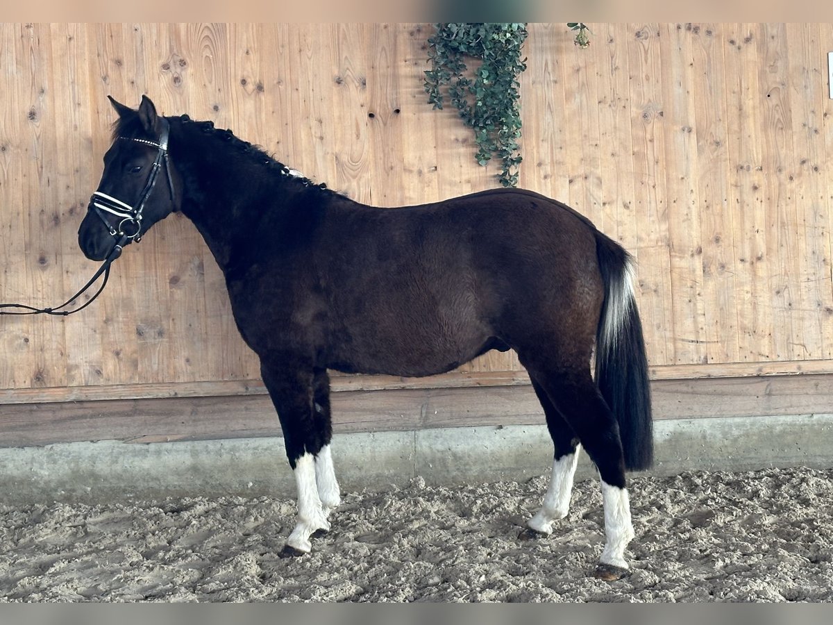 Huçul / Hucul / Huzul Castrone 4 Anni 142 cm Pezzato in Riedlingen