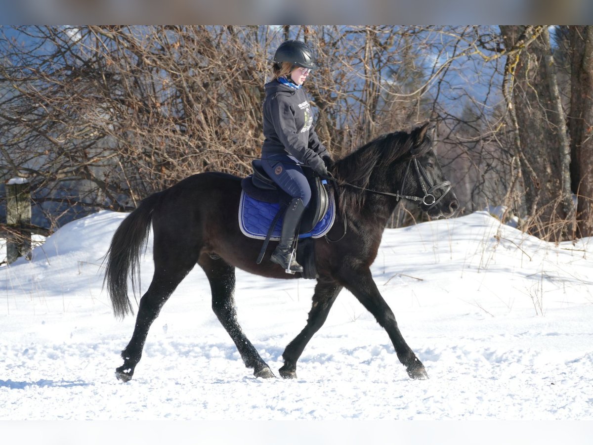 Huçul / Hucul / Huzul Castrone 4 Anni 146 cm Morello in Ramsau