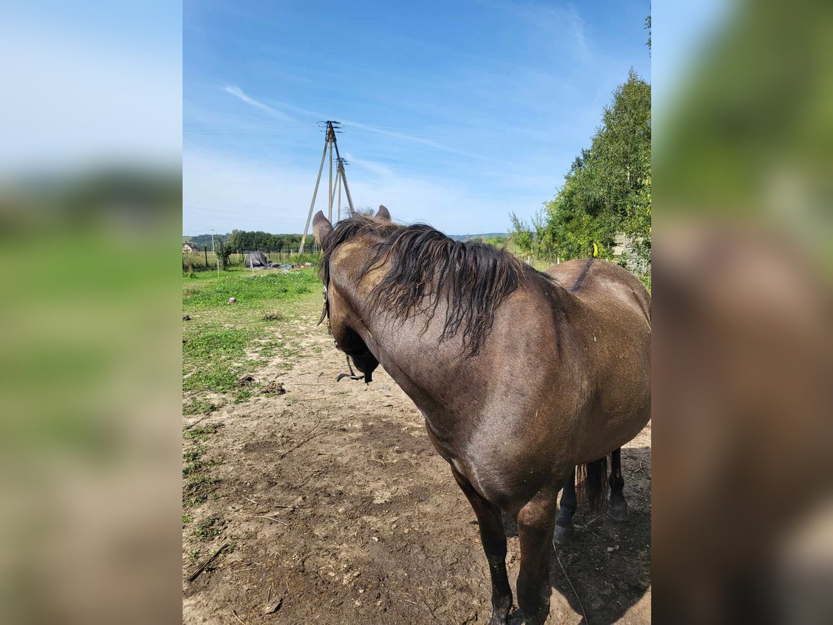 Huçul / Hucul / Huzul Castrone 4 Anni 168 cm Pelle di daino in Dynów