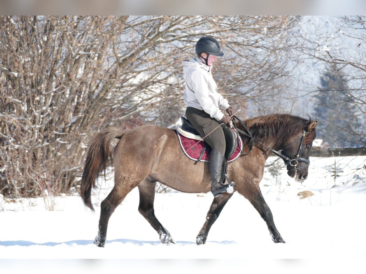 Huçul / Hucul / Huzul Castrone 5 Anni 141 cm Falbo in Ramsau