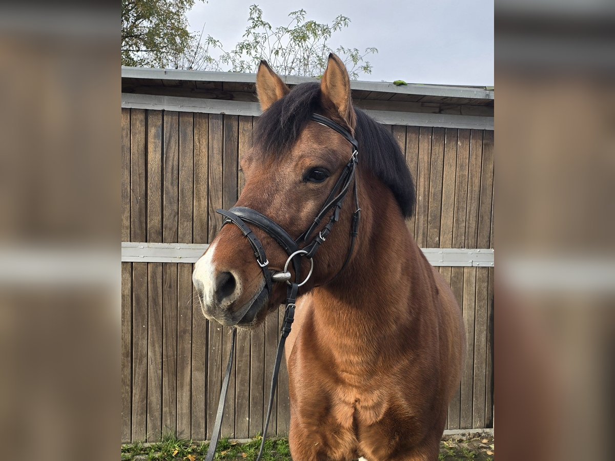 Huçul / Hucul / Huzul Castrone 5 Anni 145 cm Baio in Mülheim an der Ruhr