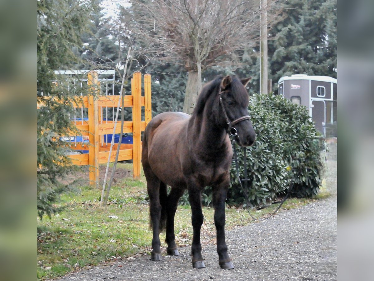 Huçul / Hucul / Huzul Castrone 5 Anni 145 cm Falbo in Schattendorf