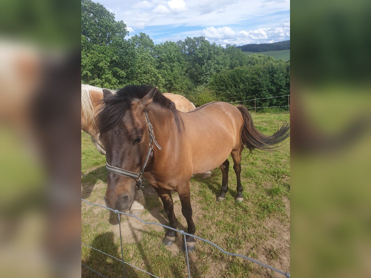 Huçul / Hucul / Huzul Castrone 6 Anni 137 cm Baio in Reichenbach/Vogtland