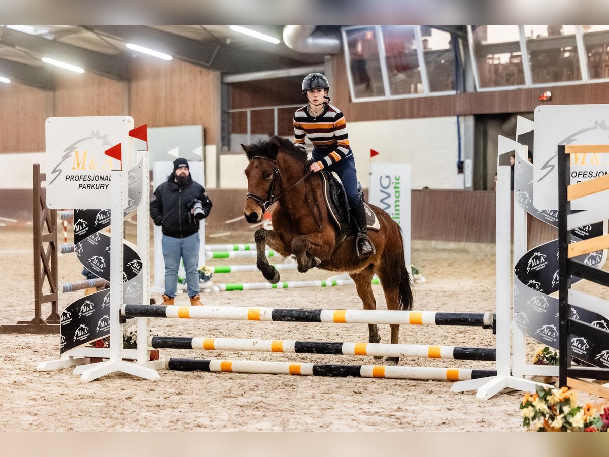 Huçul / Hucul / Huzul Castrone 7 Anni 135 cm Baio ciliegia in Błędowa Tyczyńska