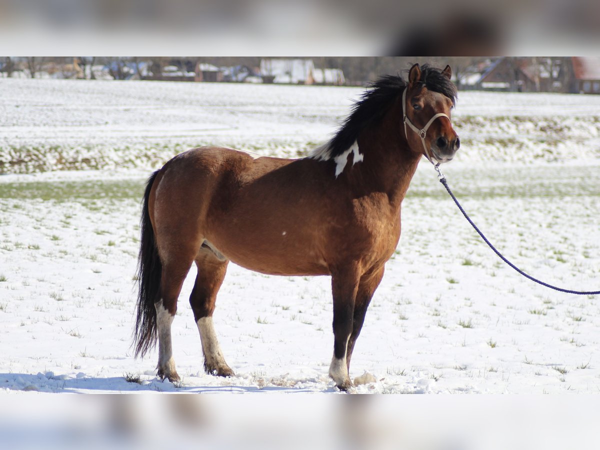 Huçul / Hucul / Huzul Castrone 7 Anni 142 cm Pezzato in Oberlangen