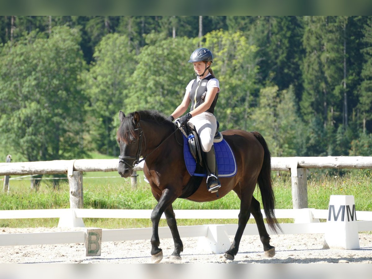 Huçul / Hucul / Huzul Castrone 7 Anni 146 cm Morello in Ramsau