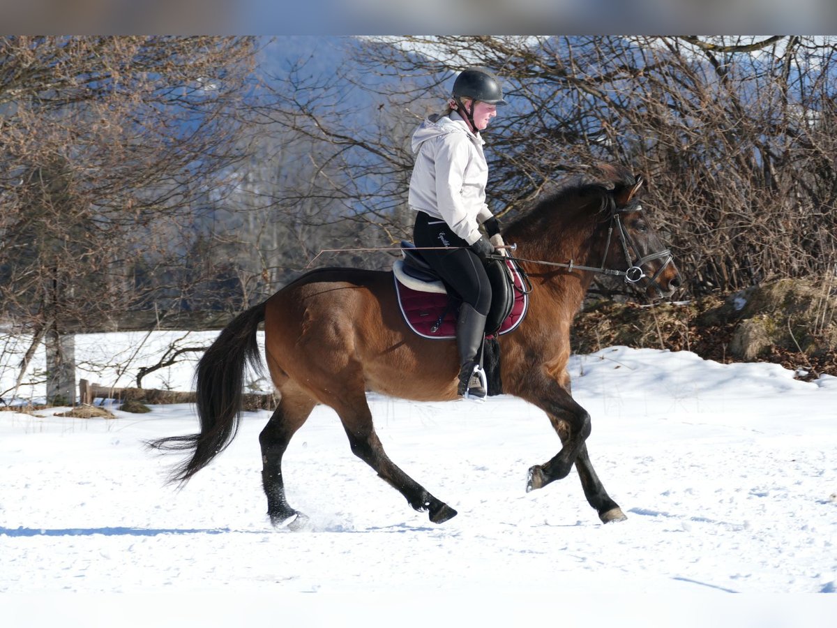 Huçul / Hucul / Huzul Castrone 8 Anni 146 cm Falbo in Ramsau