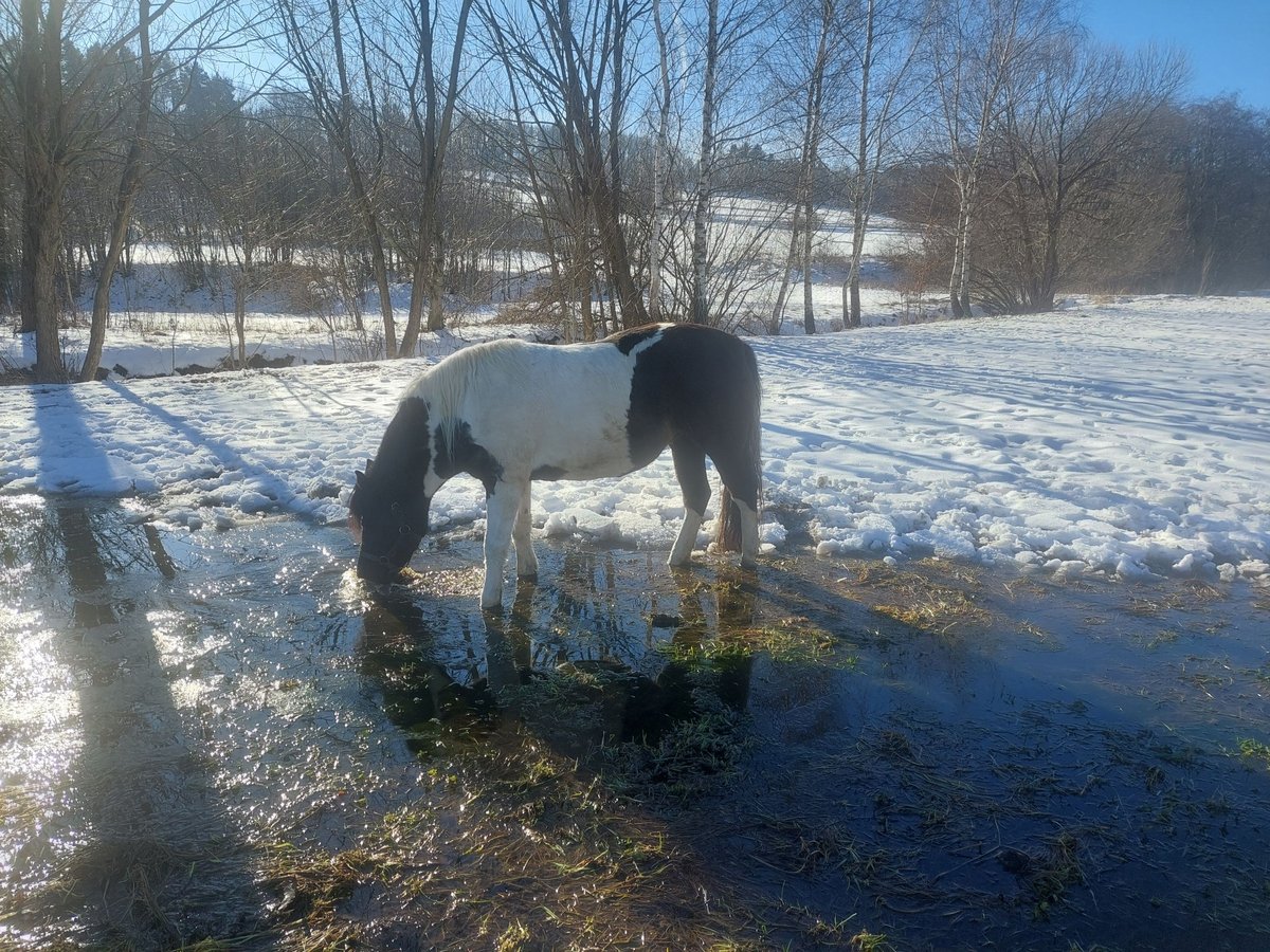 Huçul / Hucul / Huzul Giumenta 14 Anni 141 cm Pezzato in Wilkowisko