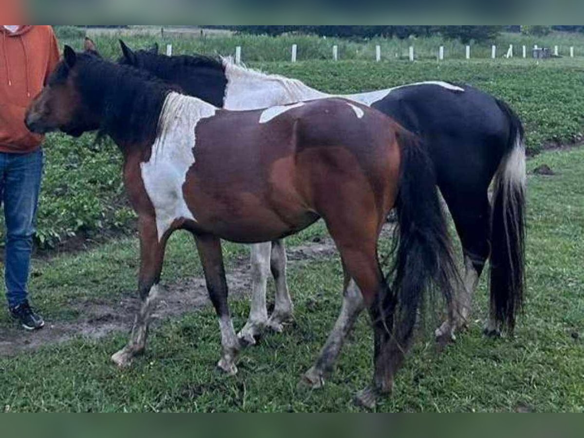 Huçul / Hucul / Huzul Giumenta 2 Anni 134 cm Tobiano-tutti i colori in Skrzyszów