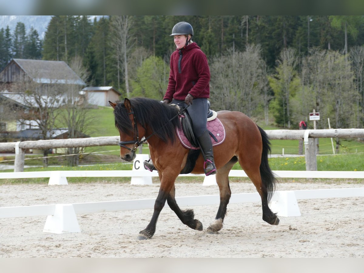 Huçul / Hucul / Huzul Giumenta 4 Anni 144 cm Falbo in Ramsau