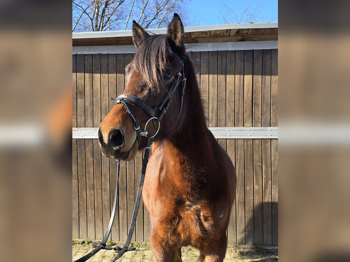 Huçul / Hucul / Huzul Giumenta 4 Anni 146 cm Baio in Mülheim an der Ruhr