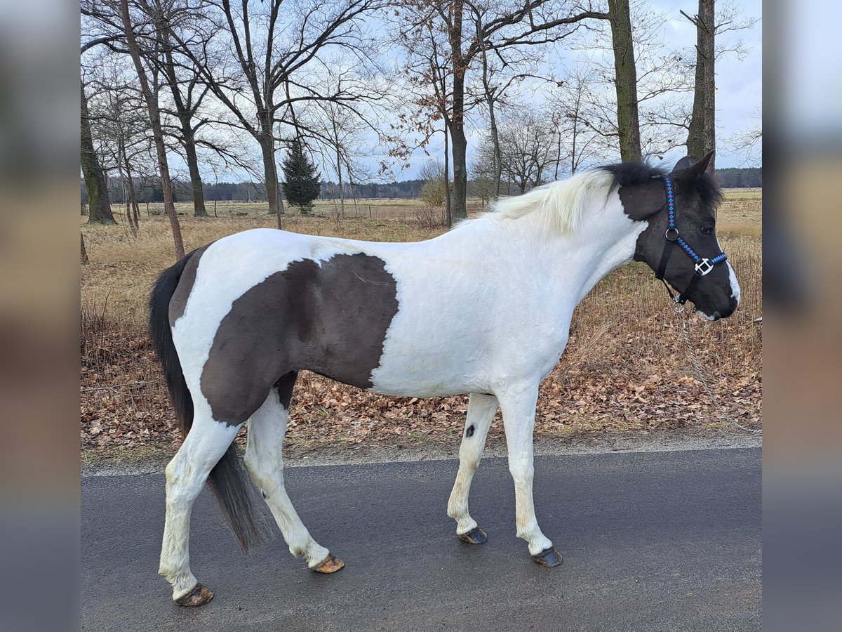 Huçul / Hucul / Huzul Giumenta 6 Anni 136 cm Pezzato in Forst