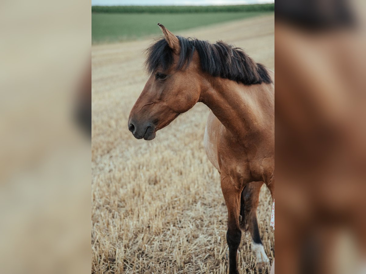 Huçul / Hucul / Huzul Giumenta 8 Anni 150 cm Baio in Ried im Innkreis