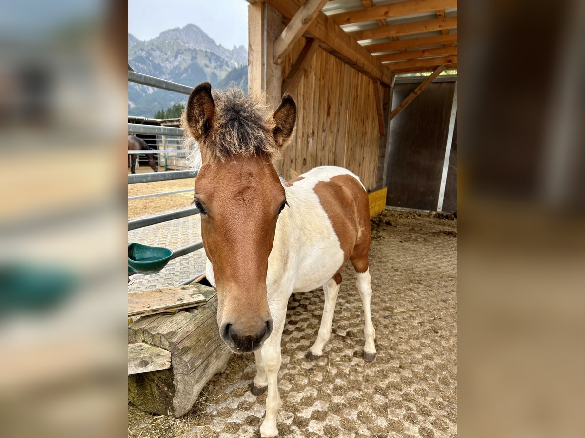 Huçul Croisé Étalon 1 Année 125 cm Pinto in Nesselwängle