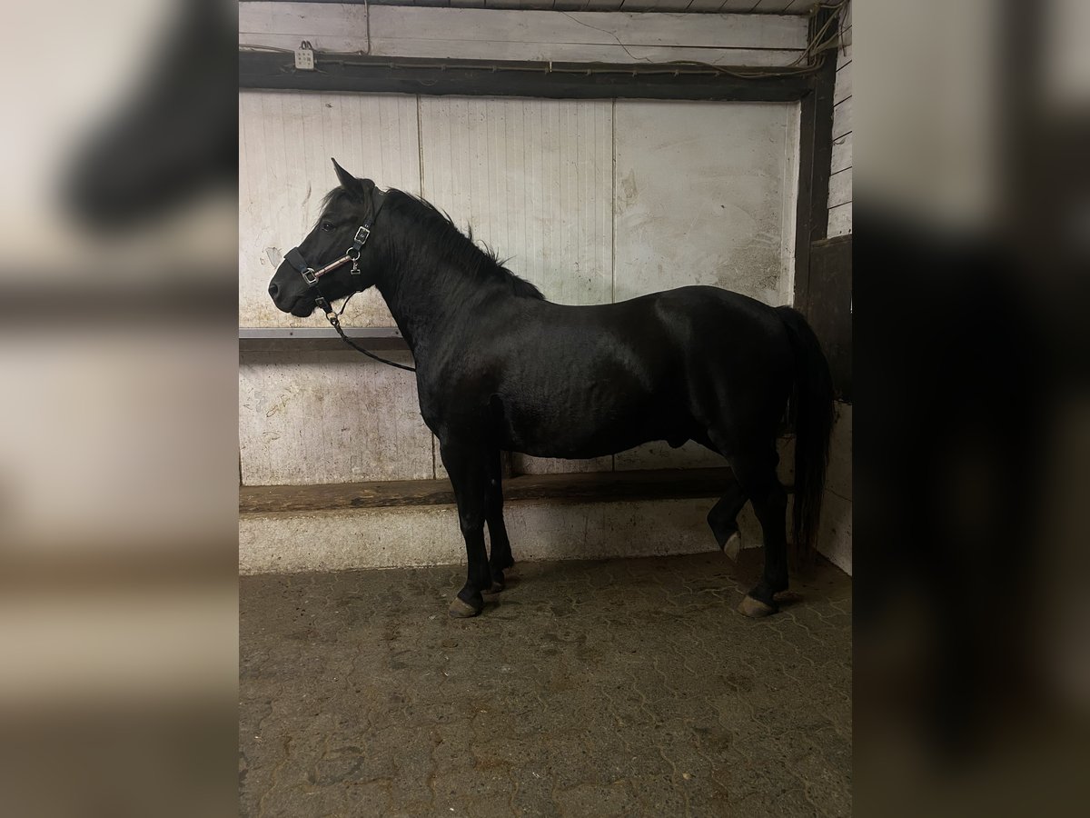 Huçul Étalon 5 Ans 145 cm Noir in Kreuztal