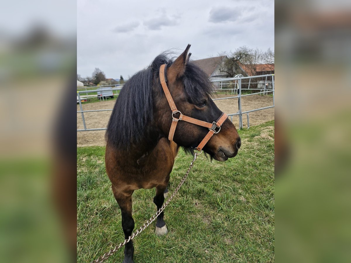 Hucul Gelding 10 years 14,1 hh Brown in Gföhl