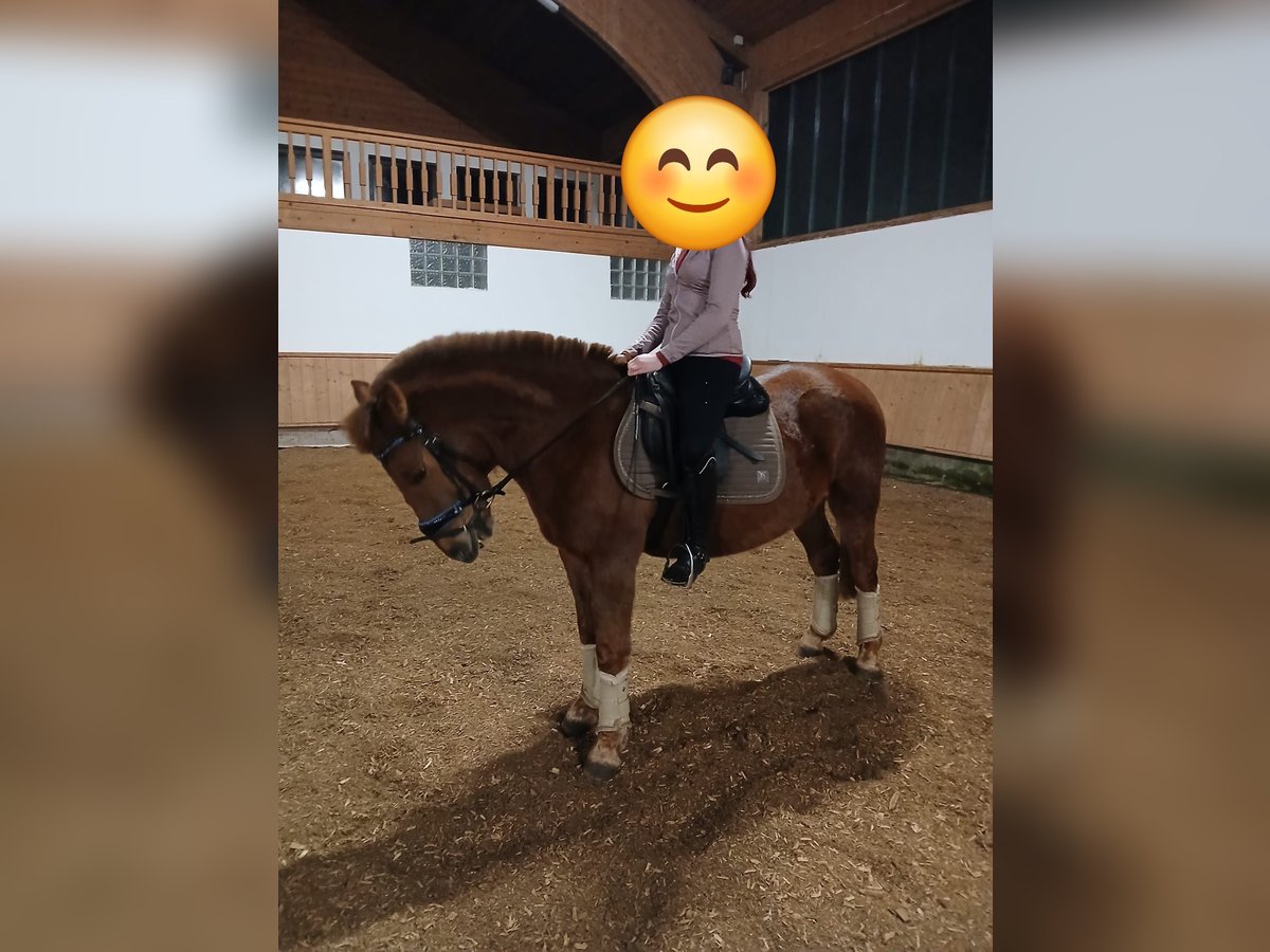 Hucul Gelding 10 years 14,1 hh Chestnut-Red in Eben im Pongau