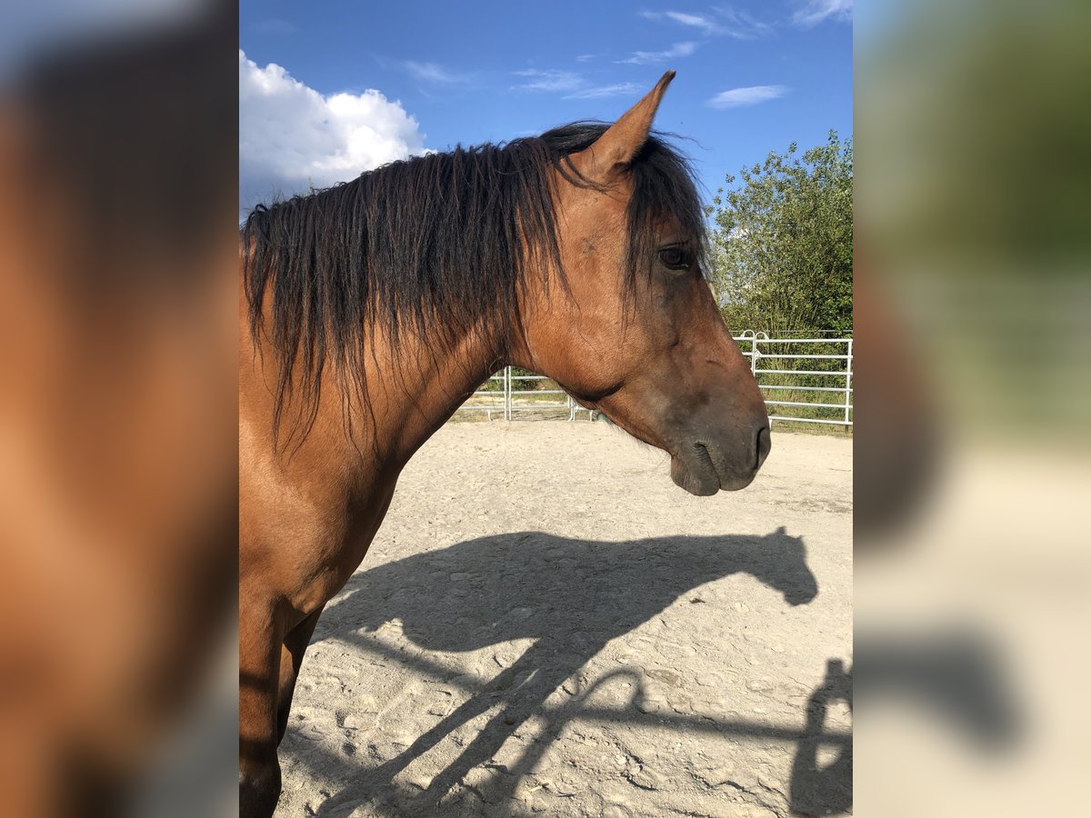 Hucul Gelding 10 years 14,1 hh in Zwenkau