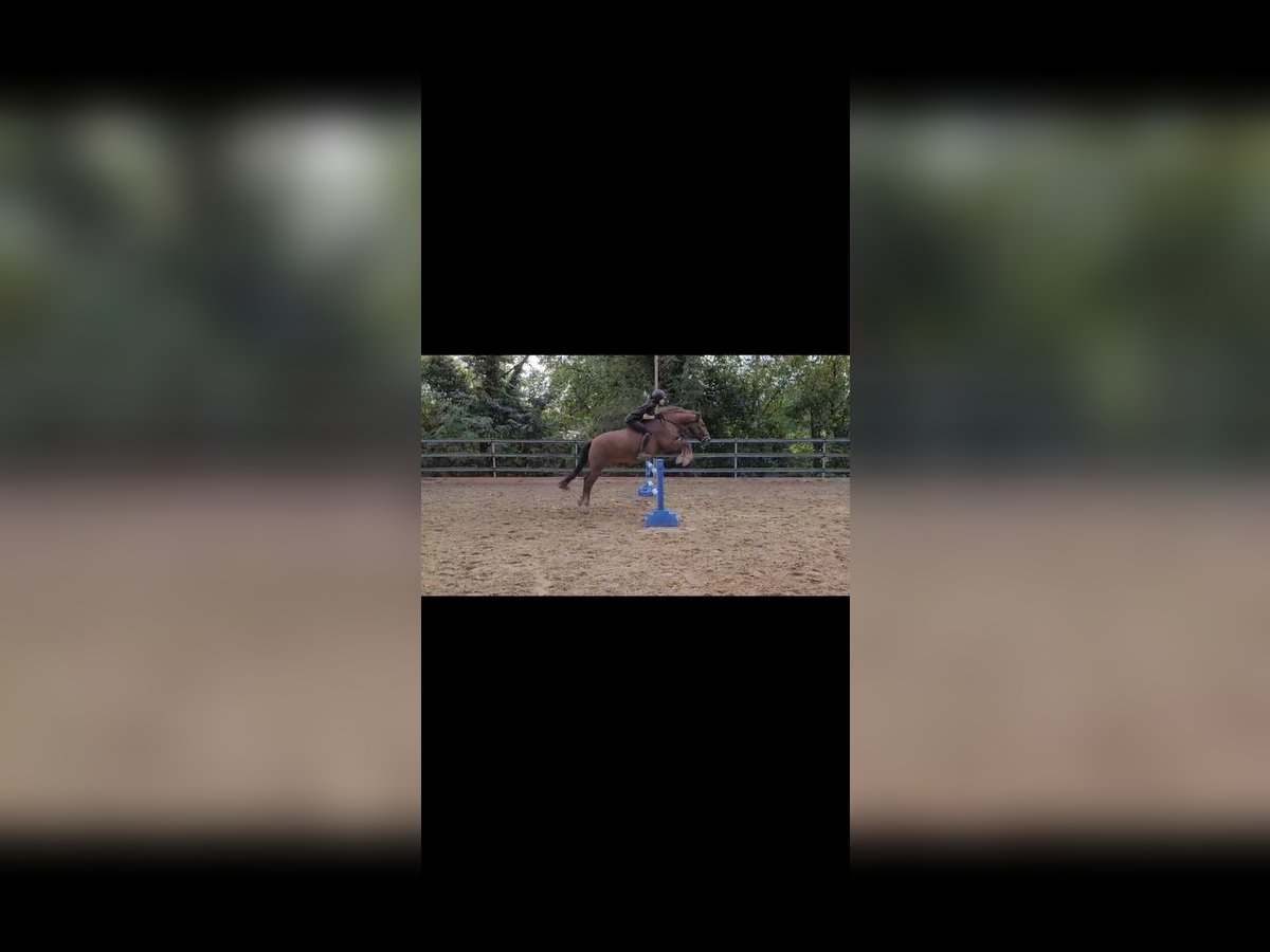 Hucul Gelding 12 years 14,2 hh Brown in Brunn am Gebirge