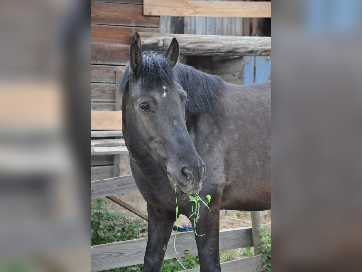 Hucul Gelding 13 years 14,1 hh Black in Graz,06.Bez.:Jakomini