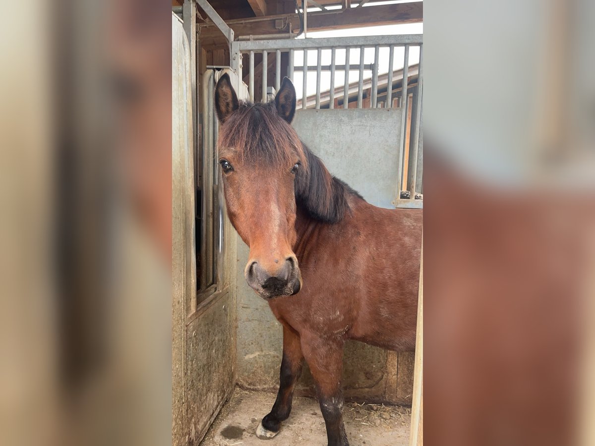 Hucul Mix Gelding 16 years 13,1 hh Brown in Wels