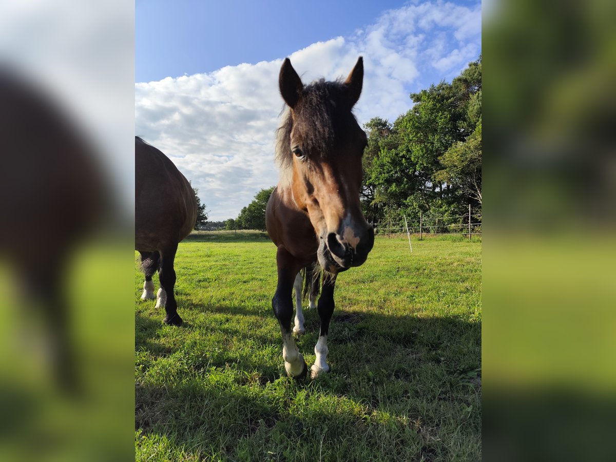 Hucul Gelding 16 years 13,2 hh Pinto in Gnarrenburg