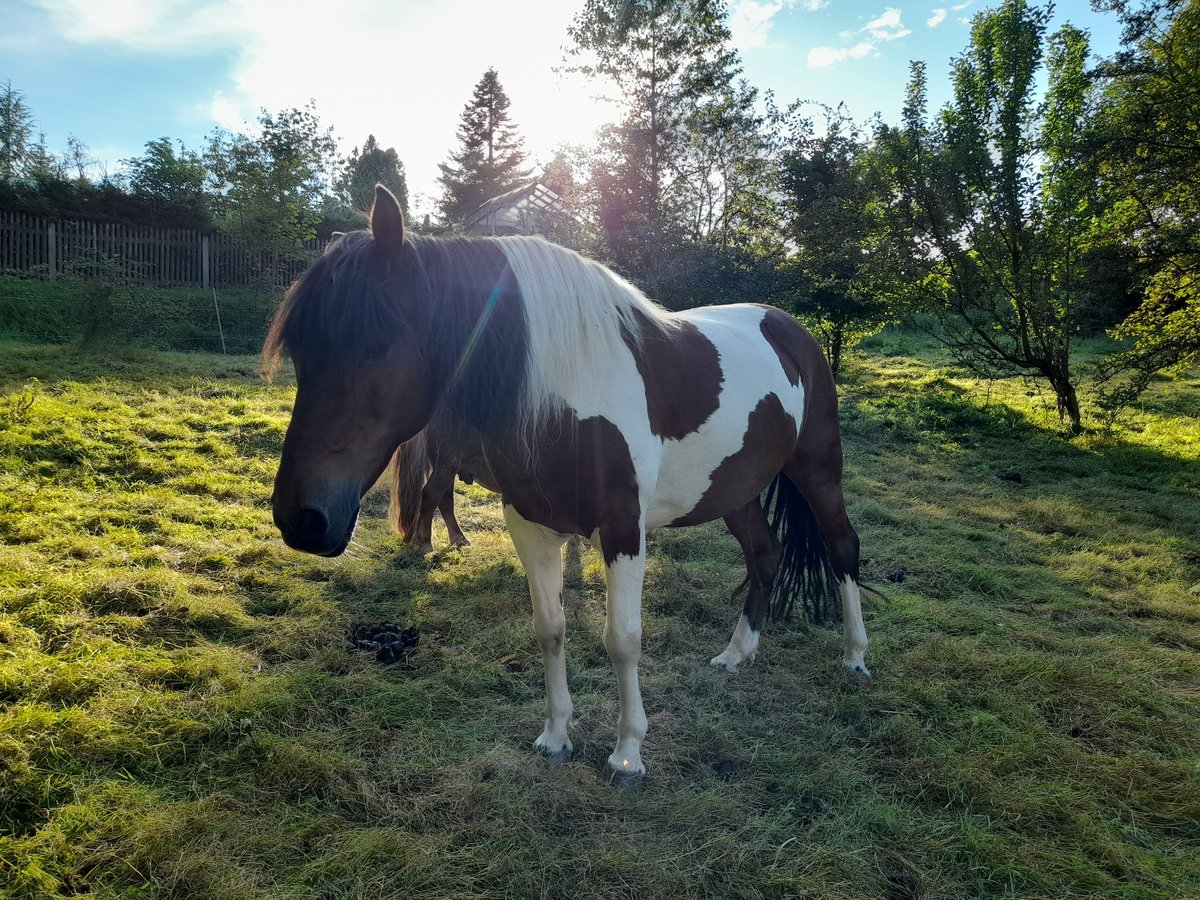 Hucul Gelding 17 years 13,2 hh Pinto in Suhl