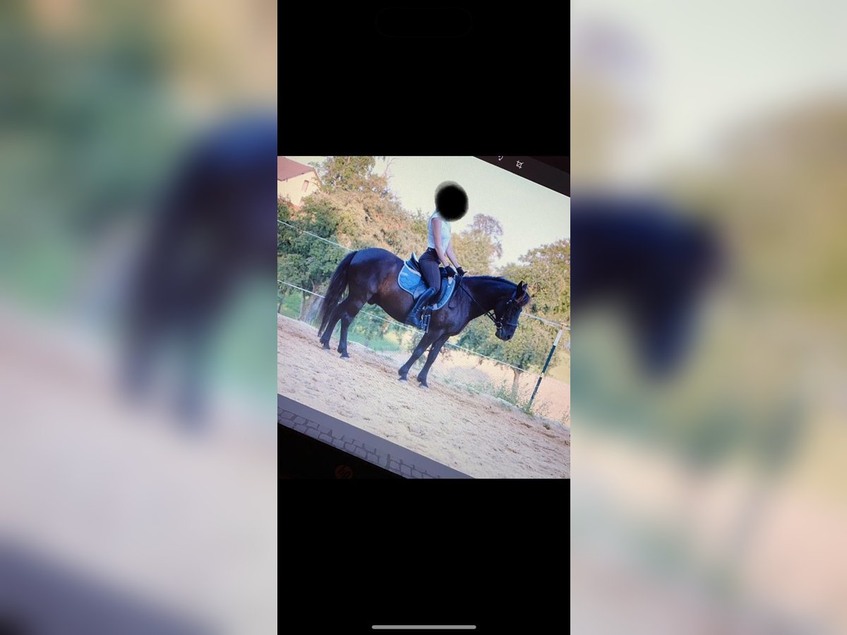 Hucul Gelding 20 years 13,1 hh Bay-Dark in Steyr