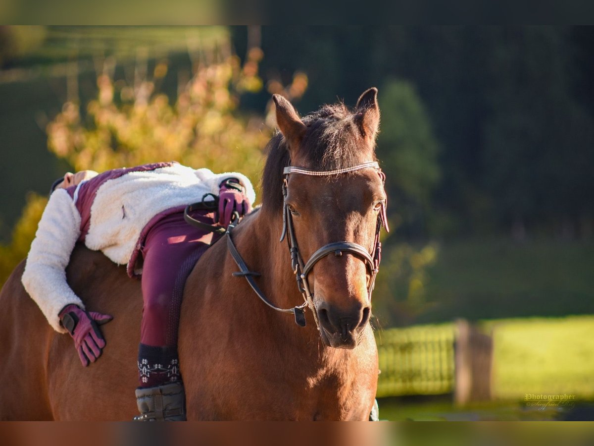 Hucul Gelding 20 years 14,2 hh Brown in Axams