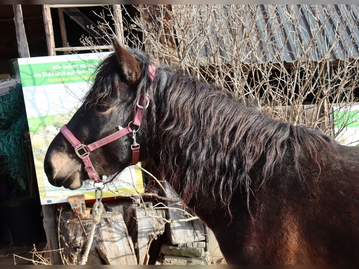 Hucul Gelding 3 years 13,2 hh Brown in Trag