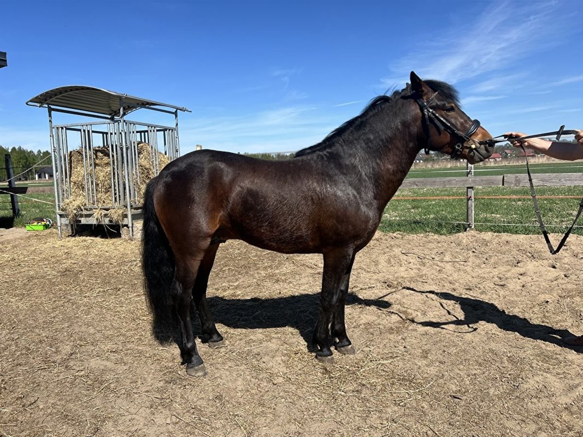 Hucul Gelding 3 years 13,1 hh Bay in D&#x119;bno