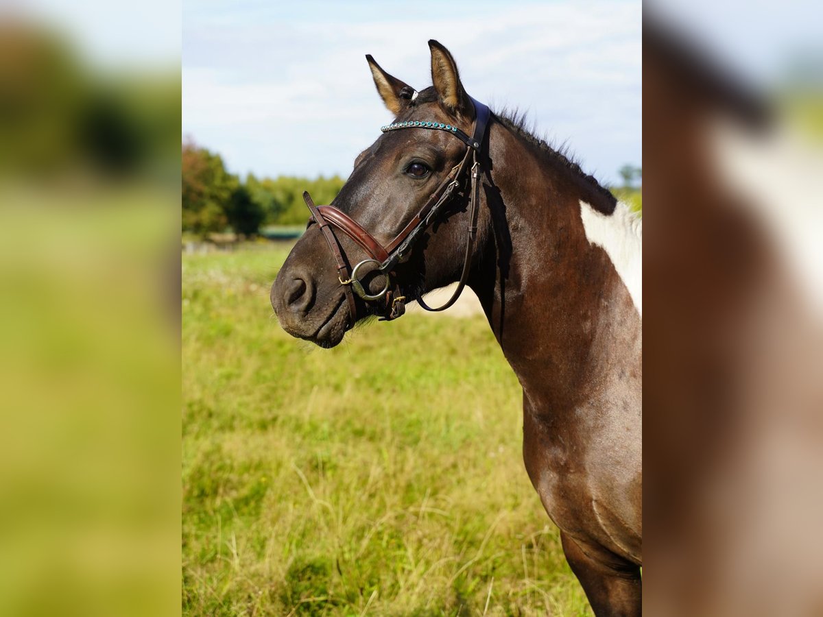 Hucul Gelding 3 years 14 hh in Buchholz in der Nordheide