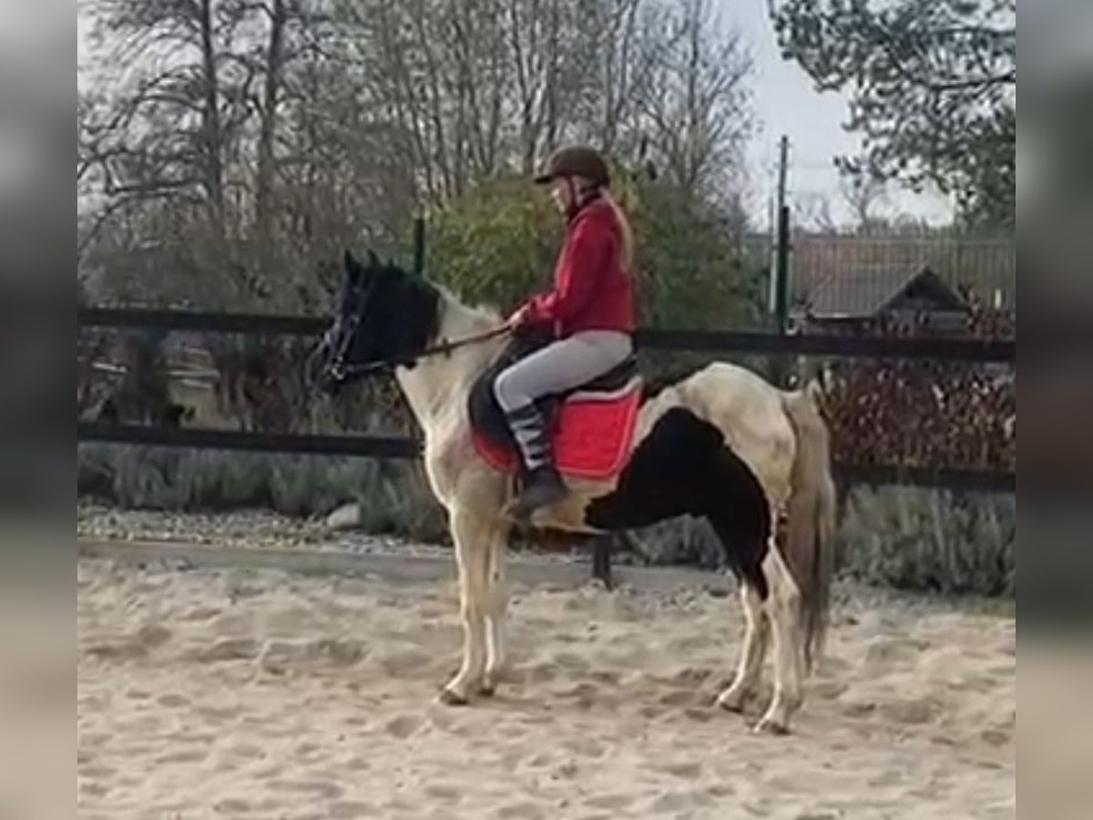 Hucul Gelding 4 years 13,2 hh Pinto in Bayerbach