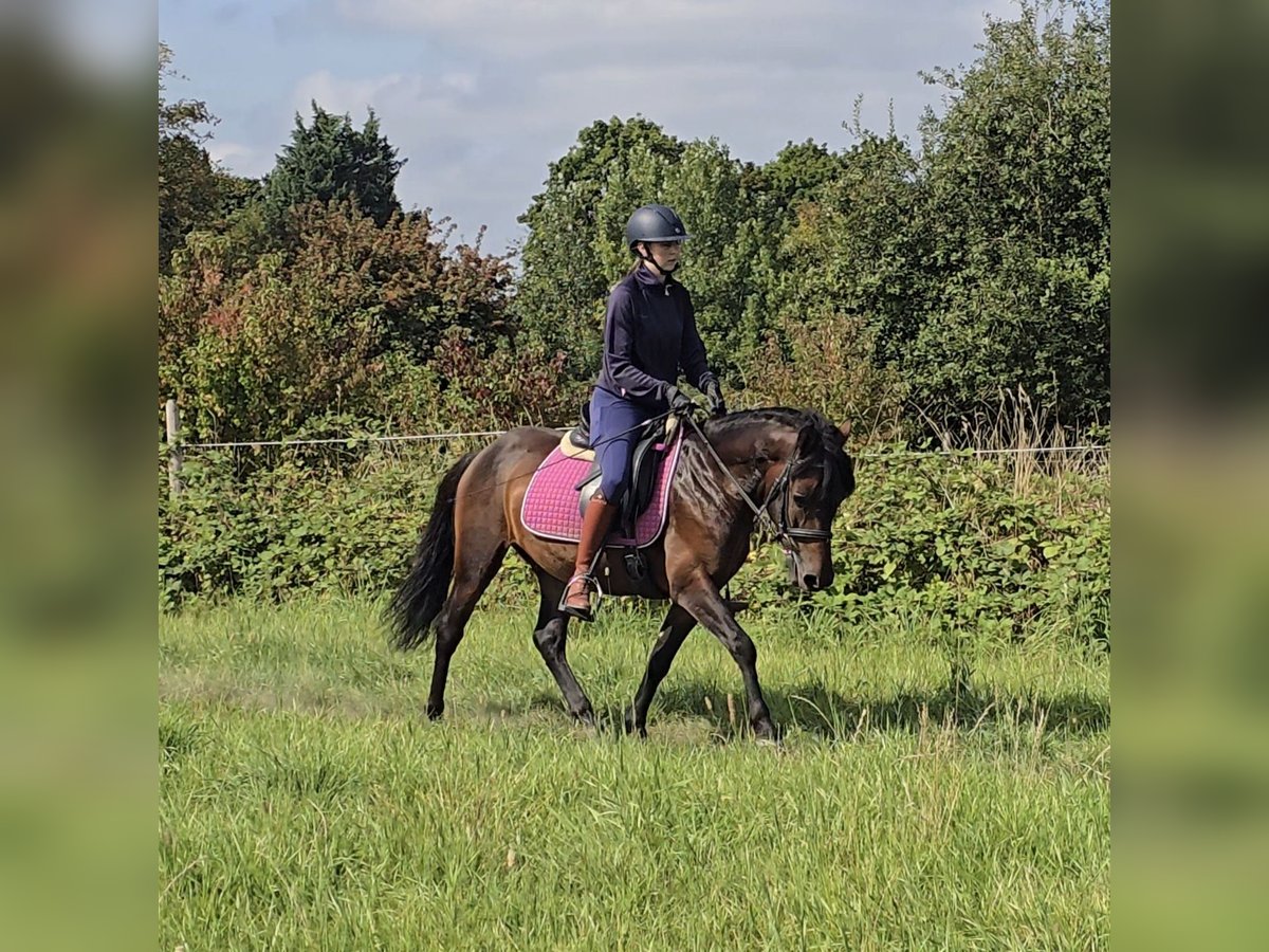 Hucul Gelding 4 years 13 hh Brown in M&#xFC;lheim an der Ruhr