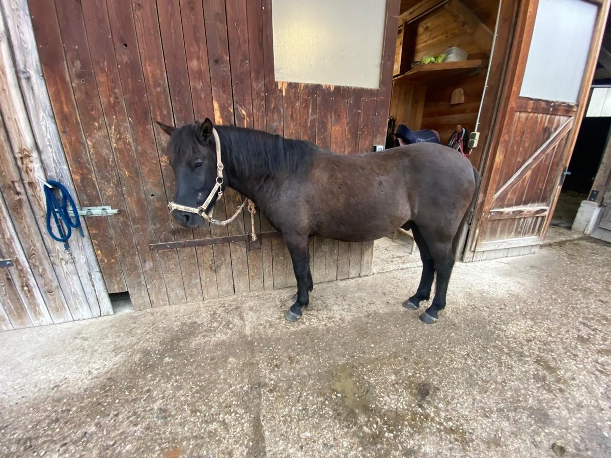 Hucul Gelding 4 years 13,2 hh Black in Bruck bei Hausleiten