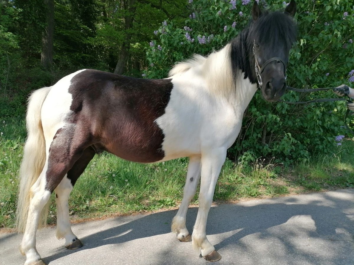 Hucul Gelding 4 years 13,2 hh Pinto in Bayerbach