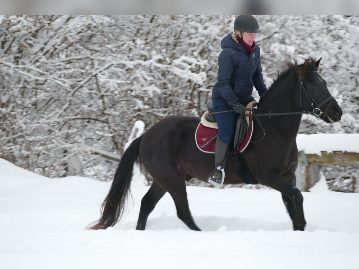 Hucul Gelding 4 years 14,1 hh Black in Ramsau/D