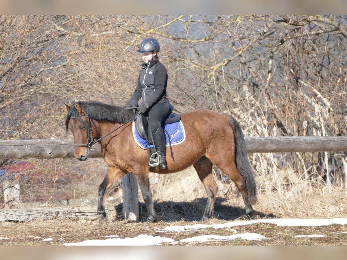 Hucul Gelding 4 years 14,1 hh Dun in Ramsau Dachstein